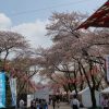 羽村桜祭り