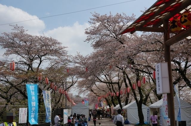羽村桜祭り