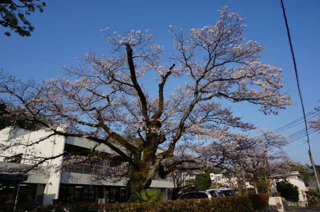青梅図書館の桜