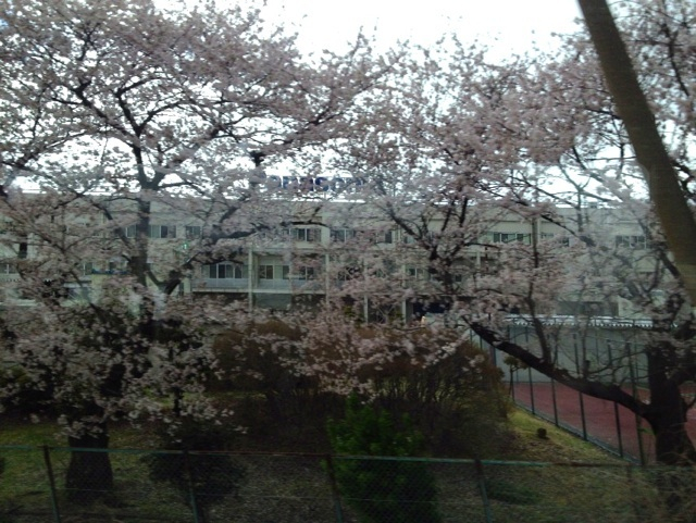 車窓の桜