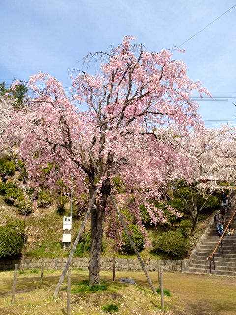 千垂の桜
