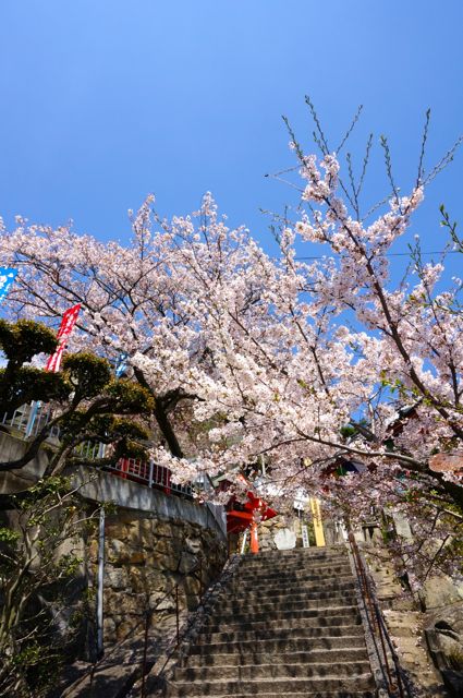 千光寺石段と桜