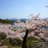 千光寺公園の桜１