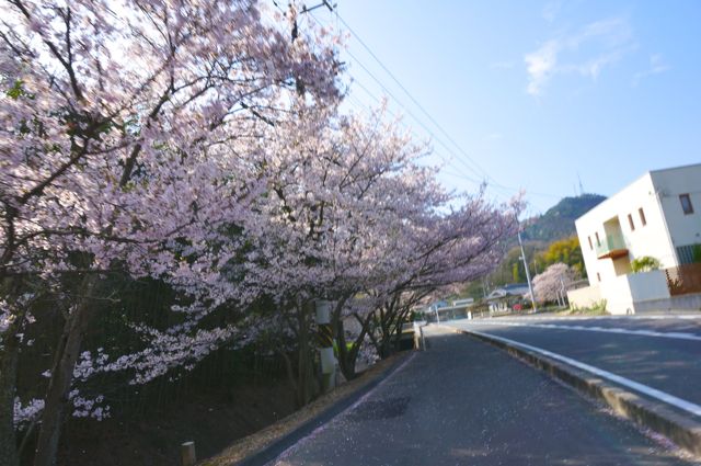 沿道の桜