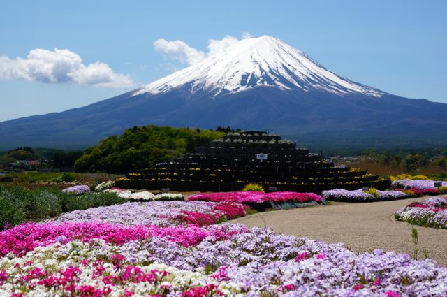 大石公園の花小富士と富士山１