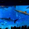 大水槽「黒潮の海」を泳ぐジンベエザメ