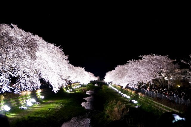 野川桜ライトアップ2014 5